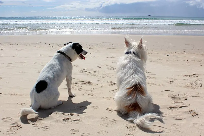 Dwa psy na plaży